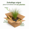 Cheveux dange tenuifolia 20cm Pot 2L - Stipa tenuifolia
