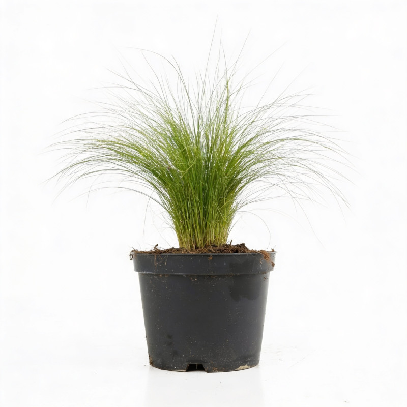 Cheveux dange tenuifolia 20cm Pot 2L - Stipa tenuifolia