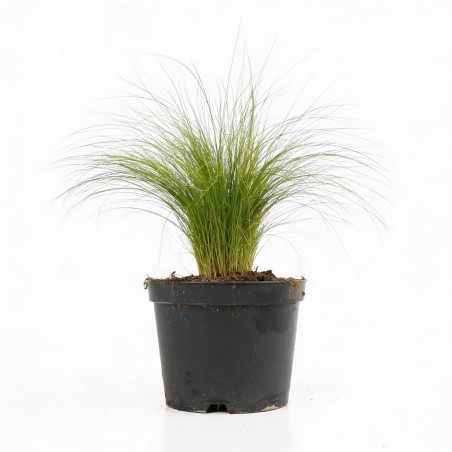 Cheveux dange tenuifolia 20cm Pot 2L - Stipa tenuifolia