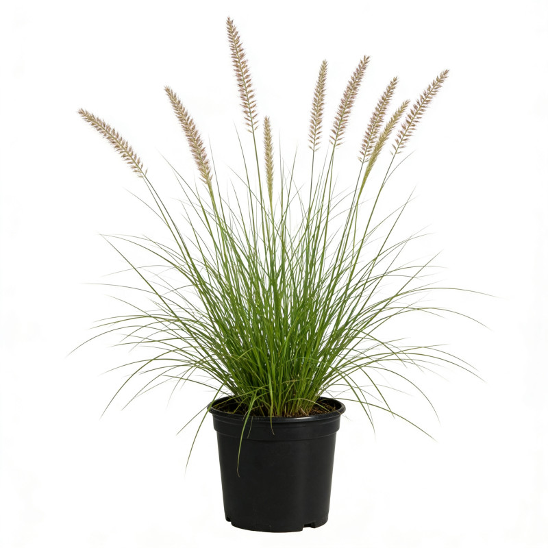 Herbe aux écouvillons alopecuroides Hameln 40cm Pot 1,5L - Pennisetum alopecuroides Hameln
