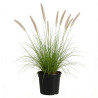 Herbe aux écouvillons alopecuroides Hameln 40cm Pot 1,5L - Pennisetum alopecuroides Hameln