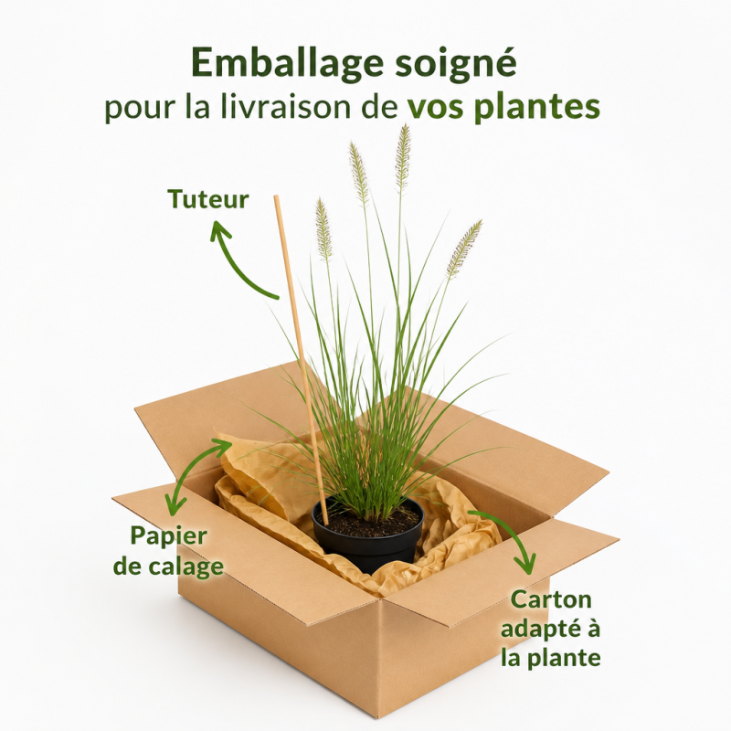 Herbe aux écouvillons alopecuroides Hameln 40cm Pot 1,5L - Pennisetum alopecuroides Hameln