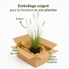 Herbe aux écouvillons alopecuroides Hameln 40cm Pot 1,5L - Pennisetum alopecuroides Hameln