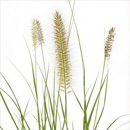 Herbe aux écouvillons alopecuroides Hameln 40cm Pot 1,5L - Pennisetum alopecuroides Hameln
