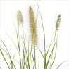 Herbe aux écouvillons alopecuroides Hameln 40cm Pot 1,5L - Pennisetum alopecuroides Hameln