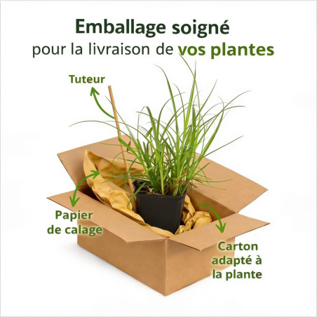 Laîche elata 20cm Pot 9cm - Carex elata