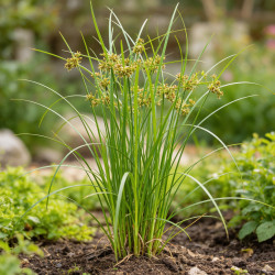 Laîche elata 20cm Pot 9cm - Carex elata