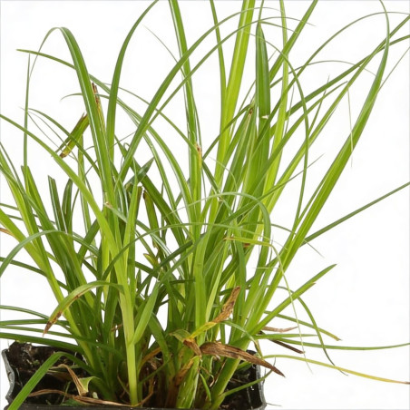 Laîche elata 20cm Pot 9cm - Carex elata