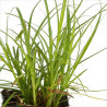 Laîche elata 20cm Pot 9cm - Carex elata