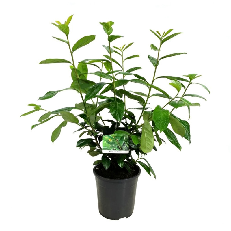 Laurier-cerise Novita 60/80cm Pot 6L - Prunus laurocerasus Novita