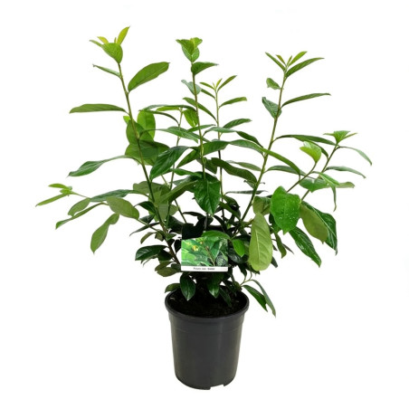 Laurier-cerise Novita 60/80cm Pot 6L - Prunus laurocerasus Novita