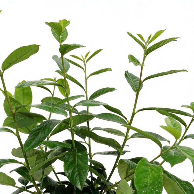 Laurier-cerise Novita 60/80cm Pot 6L - Prunus laurocerasus Novita