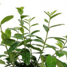 Laurier-cerise Novita 60/80cm Pot 6L - Prunus laurocerasus Novita
