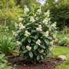 Laurier-cerise Novita 60/80cm Pot 6L - Prunus laurocerasus Novita