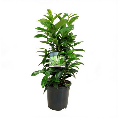 Laurier-cerise Genolia 60/80cm Pot 6L - Prunus laurocerasus Genolia