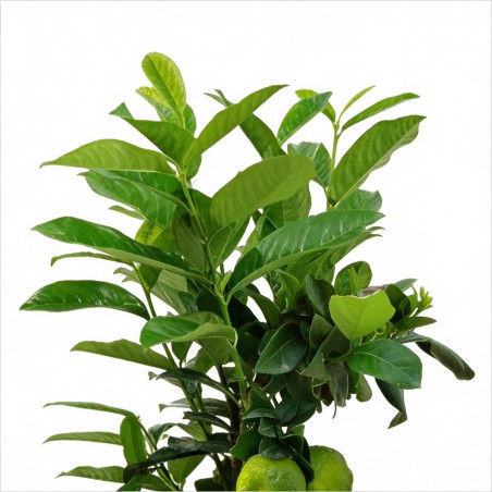 Laurier-cerise Genolia 60/80cm Pot 6L - Prunus laurocerasus Genolia