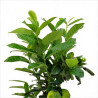Laurier-cerise Genolia 60/80cm Pot 6L - Prunus laurocerasus Genolia