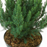 Genévrier de Pfitzer Blue Chiffon - Juniperus xmedia Blue Chiffon 20/30cm Pot 2,5L