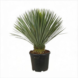 Yucca rostrata 80/90 cm Pot 25L