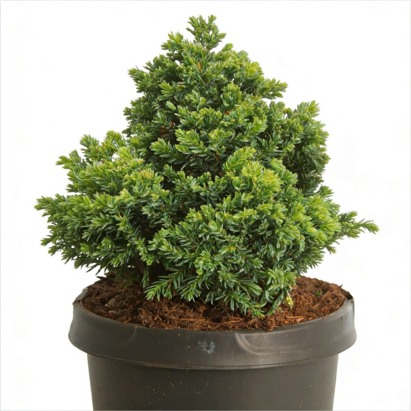 Faux-cyprès du Japon 'Nana Gracilis' Pot 5L 30/40cm - Chamaecyparis obtusa Nana Gracilis