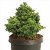 Faux-cyprès du Japon 'Nana Gracilis' Pot 5L 30/40cm - Chamaecyparis obtusa Nana Gracilis