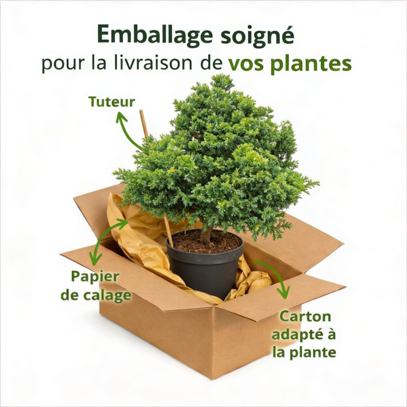 Faux-cyprès du Japon 'Nana Gracilis' Pot 5L 30/40cm - Chamaecyparis obtusa Nana Gracilis