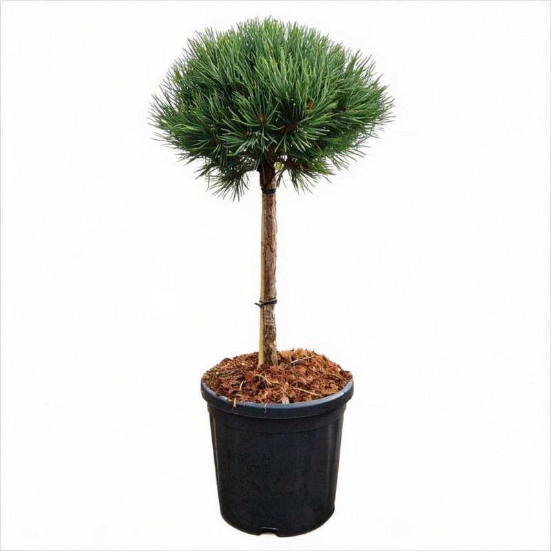 Pin sylvestre 'Watereri' Pot 18L 75cm Boule 35cm - Pinus sylvestris Watereri