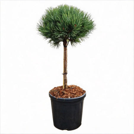 Pin sylvestre 'Watereri' Pot 18L 75cm Boule 35cm - Pinus sylvestris Watereri