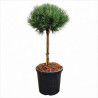 Pin sylvestre 'Watereri' Pot 18L 75cm Boule 35cm - Pinus sylvestris Watereri