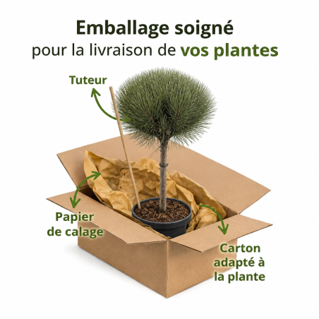 Pin sylvestre 'Watereri' Pot 18L 75cm Boule 35cm - Pinus sylvestris Watereri