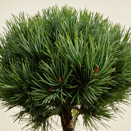 Pin sylvestre 'Watereri' Pot 18L 75cm Boule 35cm - Pinus sylvestris Watereri