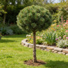 Pin sylvestre 'Watereri' Pot 18L 75cm Boule 35cm - Pinus sylvestris Watereri