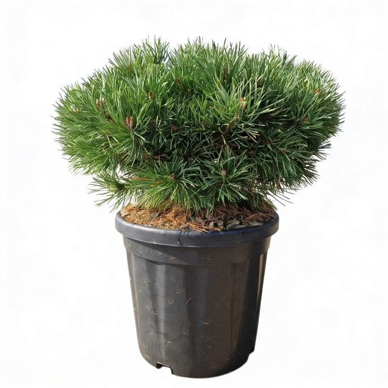 Pin sylvestre 'Sandringham' Pot 18L 40/50cm - Pinus sylvestris Sandringham