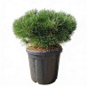 Pin sylvestre 'Sandringham' Pot 18L 40/50cm - Pinus sylvestris Sandringham