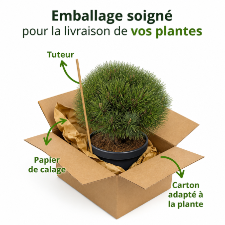 Pin sylvestre 'Sandringham' Pot 18L 40/50cm - Pinus sylvestris Sandringham