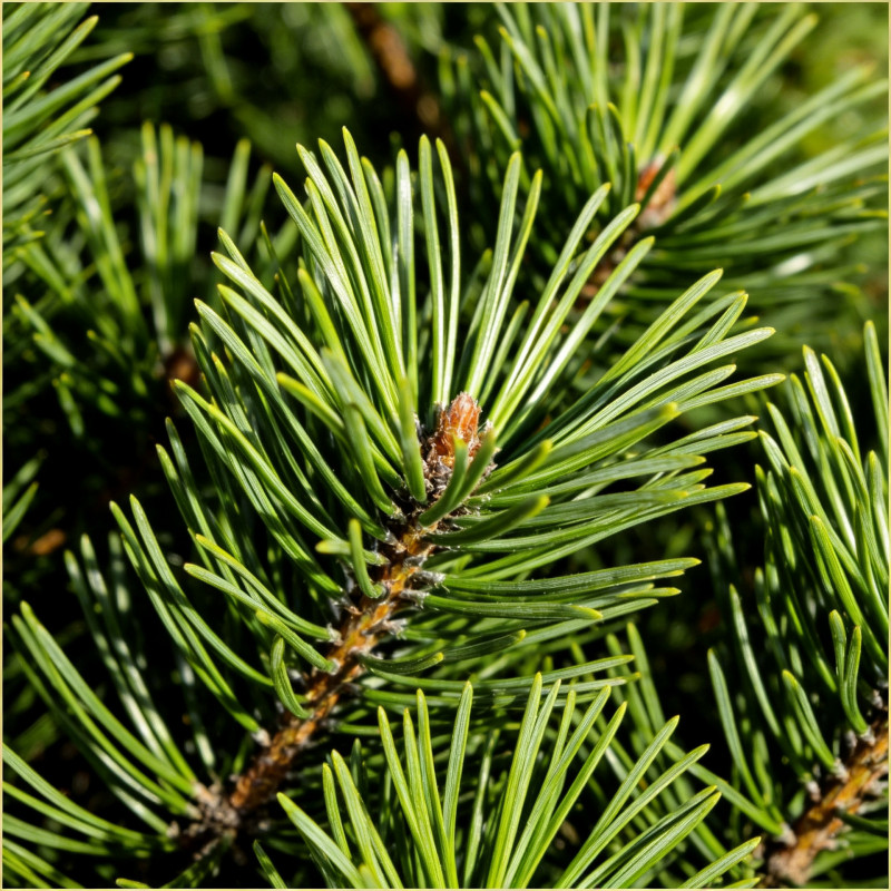 Pin sylvestre 'Sandringham' Pot 18L 40/50cm - Pinus sylvestris Sandringham
