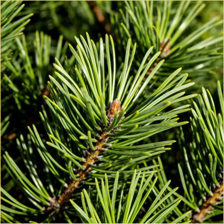 Pin sylvestre 'Sandringham' Pot 18L 40/50cm - Pinus sylvestris Sandringham