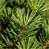 Pin sylvestre 'Sandringham' Pot 18L 40/50cm - Pinus sylvestris Sandringham