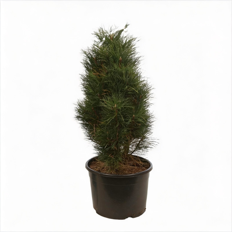 Pin noir d'Autriche 'Green Tower' Pot 25L 60/80cm - Pinus nigra Green Tower