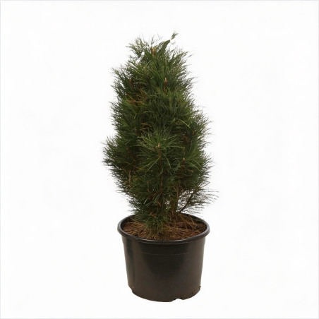 Pin noir d'Autriche 'Green Tower' Pot 25L 60/80cm - Pinus nigra Green Tower