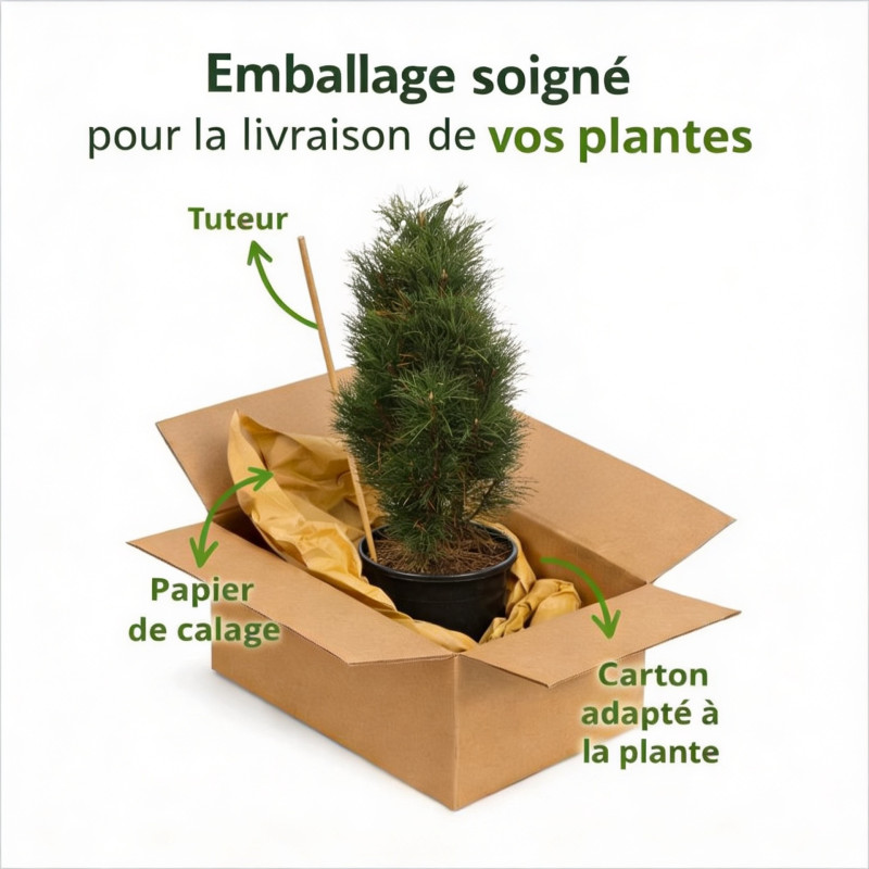 Pin noir d'Autriche 'Green Tower' Pot 25L 60/80cm - Pinus nigra Green Tower