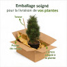 Pin noir d'Autriche 'Green Tower' Pot 25L 60/80cm - Pinus nigra Green Tower