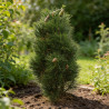 Pin noir d'Autriche 'Green Tower' Pot 25L 60/80cm - Pinus nigra Green Tower