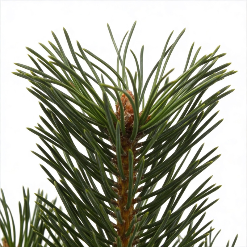 Pin noir d'Autriche 'Green Tower' Pot 25L 60/80cm - Pinus nigra Green Tower