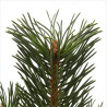 Pin noir d'Autriche 'Green Tower' Pot 25L 60/80cm - Pinus nigra Green Tower