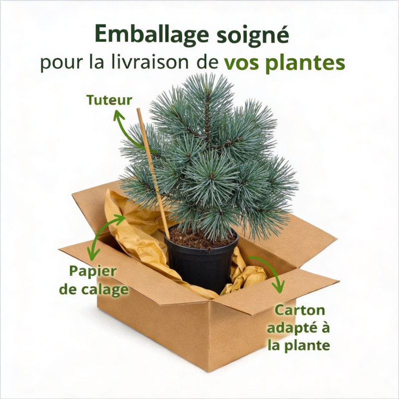 Pin sylvestre 'Chantry Blue' Pot 8L 25/30cm - Pinus sylvestris Chantry Blue