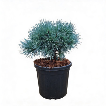 Pin sylvestre 'Chantry Blue' Pot 8L 25/30cm - Pinus sylvestris Chantry Blue