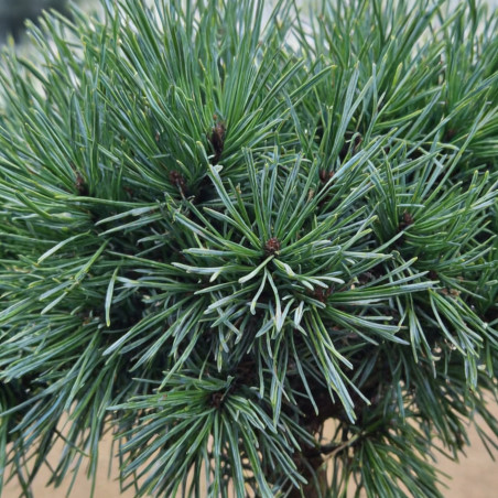 Pin sylvestre 'Chantry Blue' Pot 8L 25/30cm - Pinus sylvestris Chantry Blue