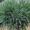Pin sylvestre 'Chantry Blue' Pot 8L 25/30cm - Pinus sylvestris Chantry Blue