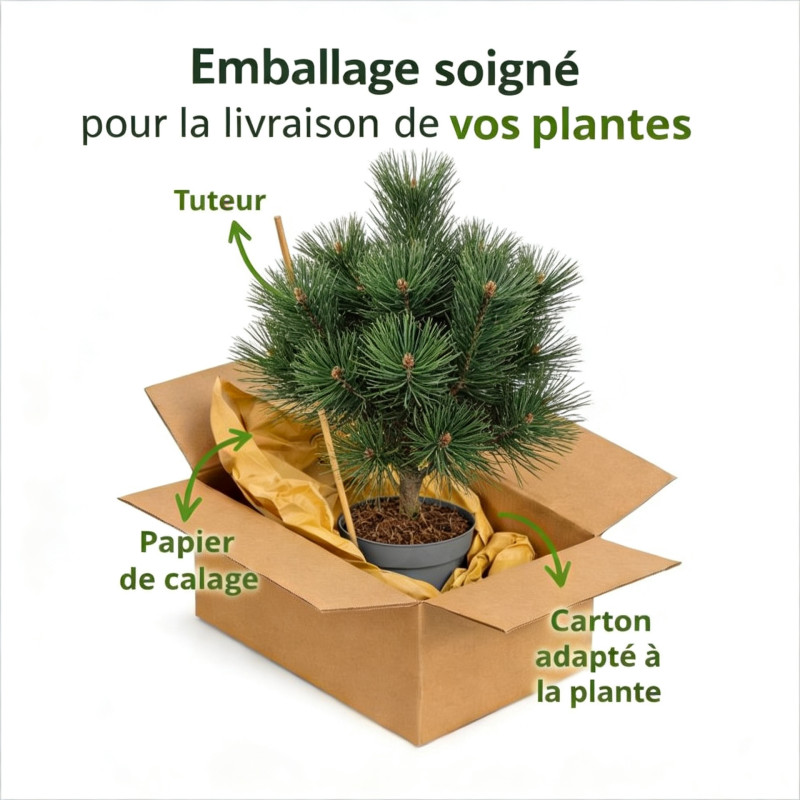 Pin noir d'Autriche 'Green Tower' Pot 11L 50/60cm - Pinus nigra Green Tower